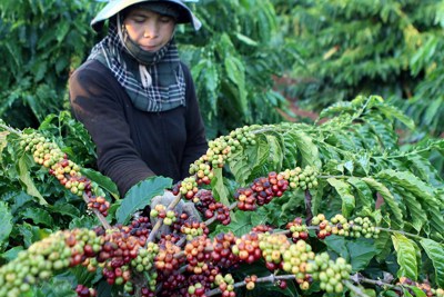 Giá cà phê hôm nay 14/4: Nông dân Brazil mạnh tay bán hàng đè giá Arabica