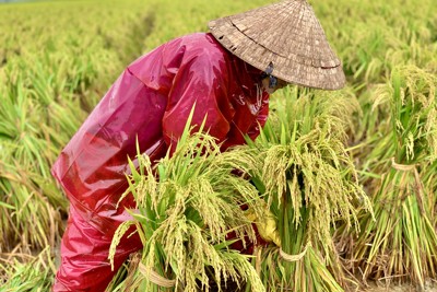 Quảng Ngãi đề nghị hỗ trợ hơn 800 tấn lúa và rau màu