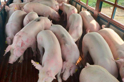 Giá lợn hơi ngày 16/4/2022: Nguồn cung giảm, giá lợn tiếp tục tăng mạnh