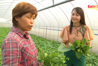 Nông dân kiếm tiền tỷ nhờ đưa công nghệ vào trồng rau hữu cơ