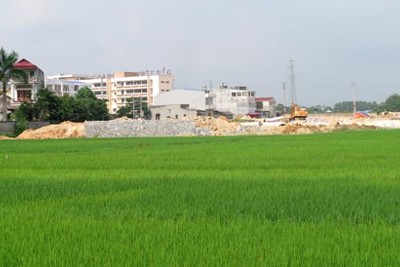 Chuyển mục đích sử dụng 21,9 ha đất trồng lúa để thực hiện dự án 