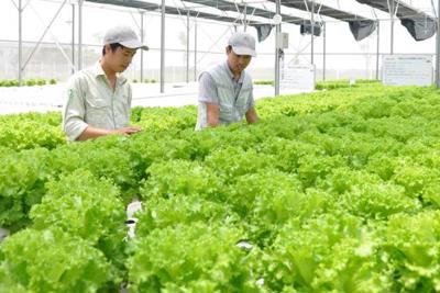 Hà Nội hướng đến nông nghiệp công nghệ cao