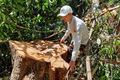 Quảng Nam cần làm rõ việc giảm 2.850 ha rừng tự nhiên 