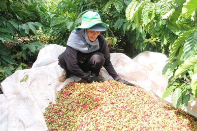 Giá tiêu hôm nay 30/4: Tạm quên giá cả, đây mới là điều cần chú ý