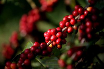 Giá cà phê hôm nay 6/5: Xuất khẩu tăng mạnh, trong nước giữ vững mốc 42.000đồng/kg