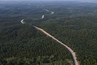 Nhu cầu dầu cọ tăng đặt rừng nhiệt đới trước nguy cơ sinh tồn