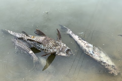 Quảng Ngãi: Điều tra nguyên nhân cá chết bất thường trên sông Bàu Giang