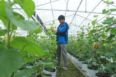 Hà Nội: Phát triển nông nghiệp an toàn, bền vững