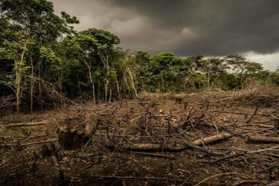 Xử lý nghiêm các vụ phá rừng, lấn chiếm đất rừng