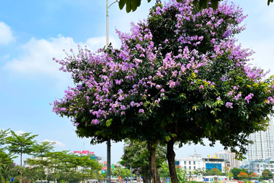 Con phố rợp màu tím bằng lăng ở Hà Đông