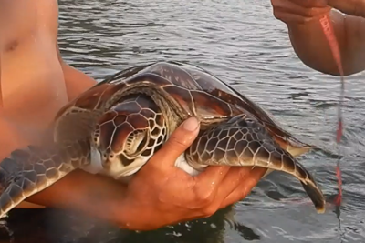 Quảng Ngãi: Thả rùa xanh quý hiếm về với biển 