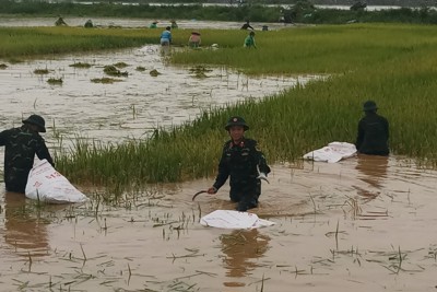 Mưa lớn kéo dài, Quốc Oai huy động lực lượng ra đồng cứu lúa