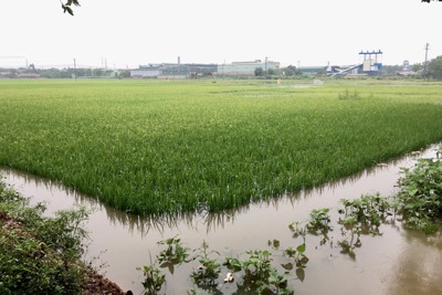 Hà Nội: Hàng ngàn héc-ta cây trồng bị ngập úng do mưa lớn