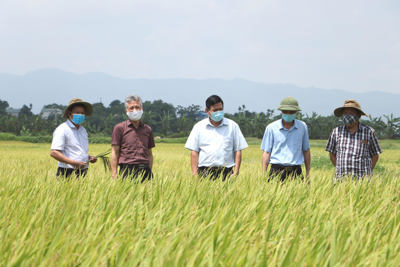 Phát triển chuỗi giá trị lúa gạo bền vững