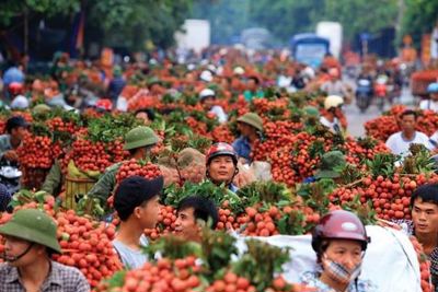 Tạo điều kiện cho thương nhân Trung Quốc thu mua vải Bắc Giang