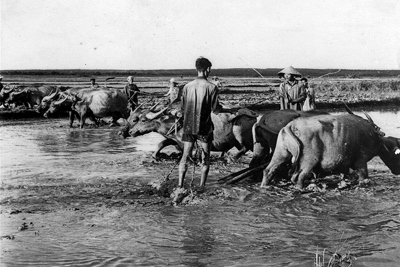 Chăn nuôi Việt Nam dưới thời thuộc Pháp