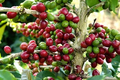 Giá cà phê hôm nay 28/5: Arabica tiếp tục tăng, trong nước 42.000 đồng/tấn