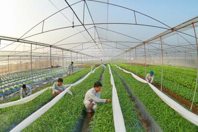 Chính phủ sẽ ban hành thêm nghị quyết hỗ trợ nông dân phát triển kinh tế