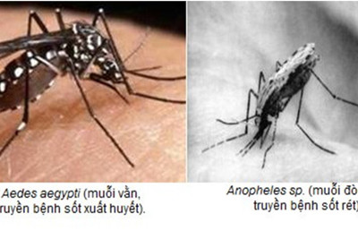 Chưa phát hiện muỗi truyền bệnh sốt rét tại TP Hồ Chí Minh