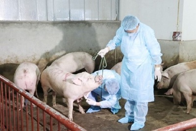Chủ động giám sát chặt, phát hiện sớm, xử lý ổ dịch tả lợn châu Phi