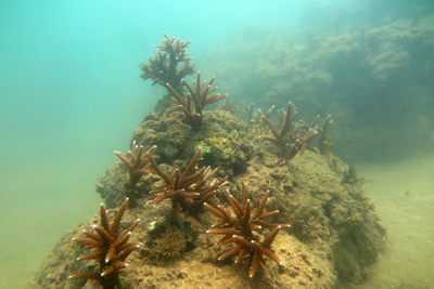 Khánh Hòa: Giao 28ha mặt nước thí điểm phục hồi san hô trong vịnh Nha Trang