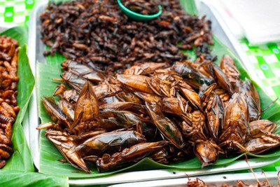 Ăn côn trùng tiềm ẩn nhiều nguy cơ ngộ độc thực phẩm