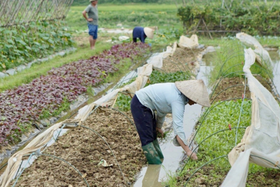 Huyện Sóc Sơn liên kết phát triển vùng rau hữu cơ