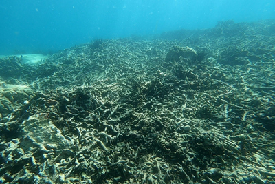 Cận cảnh san hô chết hàng loạt trong vịnh Nha Trang 