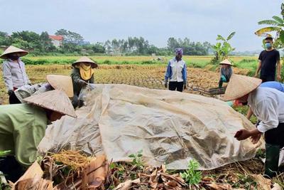Huyện Sóc Sơn: Ngăn chặn tình trạng đốt rơm rạ sau thu hoạch