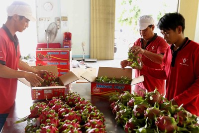Nông sản Việt hướng tới thị trường giá trị cao