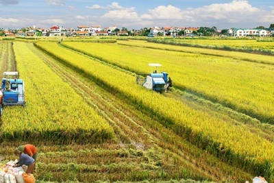 Thúc đẩy phát triển nông nghiệp, nông thôn bền vững vùng đồng bằng sông Cửu Long
