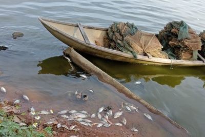 Quảng Ngãi: Cá chết bất thường trên sông Châu Me Đông