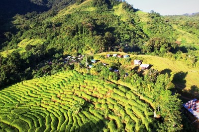 Quảng Nam xin chuyển đổi 25ha rừng tự nhiên làm đường lên vùng sâm 