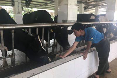 Gỡ khó cho chăn nuôi bò sữa