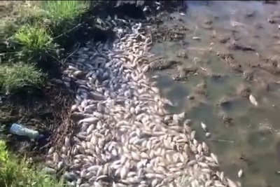Quảng Ngãi: Vụ cá chết bất thường, nguồn nước bị ô nhiễm nhẹ