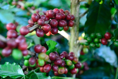 Giá cà phê hôm nay 30/6: Arabica tăng rất mạnh đưa Robusta khỏi vùng nguy hiểm