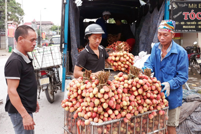 Vải thiều Lục Ngạn không hạt, cung không đủ cầu