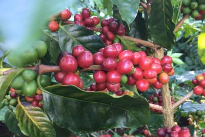 Giá cà phê hôm nay 1/7: Xuất khẩu cà phê 6 tháng đầu năm tăng mạnh