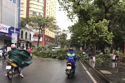 Ảnh hưởng bão số 1, nhiều cây xanh tại TP Hải Phòng bị gãy đổ