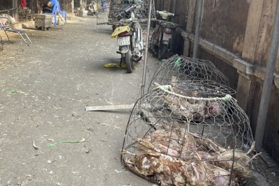 “Hàng loạt” tiểu thương chợ gia cầm Hà Vỹ tháo dỡ công trình vi phạm