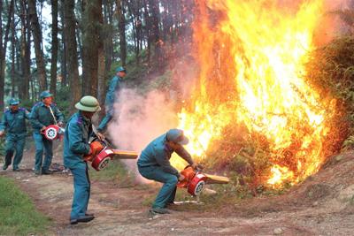 Chưa xác định được nguyên nhân gây ra 4 vụ cháy rừng tại huyện Sóc Sơn