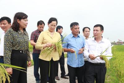 Nanofarm Đăng Quang - vì một nền nông nghiệp xanh