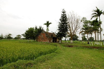 Ruộng chùa ở làng xưa