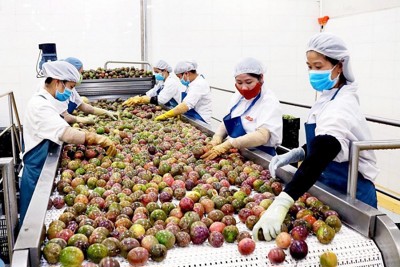 Xuất khẩu trái cây chính ngạch sang Trung Quốc: Vượt thách thức chất lượng sản phẩm