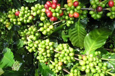 Giá cà phê hôm nay 18/7: Vì sao giảm, cà phê Việt khó càng thêm khó