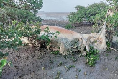 Quảng Ninh: Phát hiện xác cá voi trôi dạt vào rừng ngập mặn 