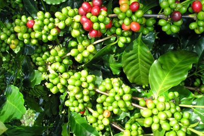 Giá cà phê hôm nay 24/7: Arabica có tuần tăng mạnh, trong nước thêm 1.000 đồng/kg