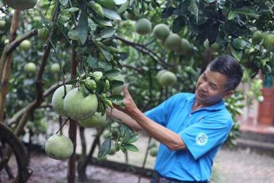 Huyện Phúc Thọ đẩy mạnh tái cơ cấu, nâng cao giá trị kinh tế nông nghiệp