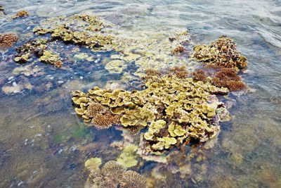 Bảo tồn rạn san hô - Bảo vệ nguồn lợi bền vững