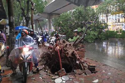 [Clip] Hà Nội: Cây xanh đổ, đè vào ô tô, xe máy trong trận mưa lớn